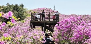 <포토뉴스> 봉화산 핑크빛 꽃바다