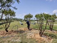 새만금환경생태단지관리단, 민간 기부 수목 130주 이식 생태경관 개선
