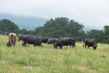 ‘제주 흑우’ 암소 30여 마리 6~9월 시범 방목