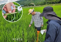 전북농기원, 이른 벼멸구 출몰 신속 예찰 및 적기방제‘총력’
