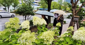 ■ 반가운 단비