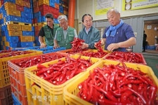 2025년산 임실 홍실 고추, 본격 수매 돌입