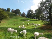 진안에도 첫 방목형 축산농장