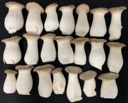 “버섯 배지 원료, 국산 홍삼 부산물로 대체” 원가 뚝, 생산성 쑥