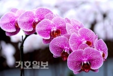 농진청 원예특작과학원 꽃들의 이른 봄마중