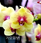 농진청 원예특작과학원 꽃들의 이른 봄마중