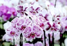 농진청 원예특작과학원 꽃들의 이른 봄마중