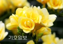 농진청 원예특작과학원 꽃들의 이른 봄마중