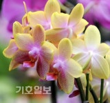 농진청 원예특작과학원 꽃들의 이른 봄마중
