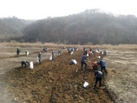 구슬땀 흘려 캐낸 돼지감자 소외층에 알토란 희망되길