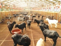 꽃사슴·흑염소 쑥쑥 자라는 황금비율 배합사료로 대박