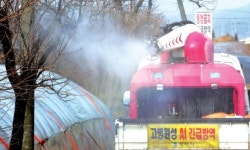 이번엔 평택 돼지…설에도 쉴 새 없이 구제역