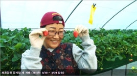 인간극장 새콤달콤 딸기밭 세 자매, 딸기도 유명하지만 뜨거운 우애가 더 유명한 숙 시스터즈