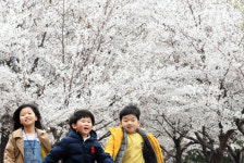 꽃샘추위에도 봄기운 ‘활짝’