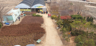 강화군 산림조합 부지 내 나무시장 개장 운영