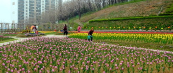 하늘생태정원은 튤립 세상