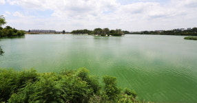 수온 오르자 녹조 뒤덮인 서호저수지