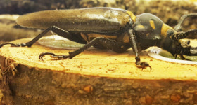 장수하늘소 방사 생태복원 앞장 ,유충을