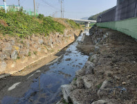 안양 박달동 호현천  600m 잡초 정비