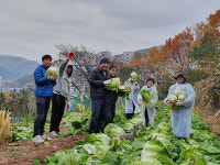 광주도시농업연구회, 시민 직접 기른 배추 150여 포기 기부