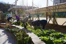 부천옥길중 자유학년제 학습 수확 작물 사회복지관에 기탁