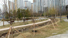 수원 다산공원 고사목 등 제거 …새 수목 봄기운 단장