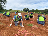 NH농협 의왕지부·의왕농협, 일손부족 고구마농가서 구슬땀