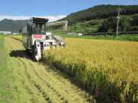 인천시 강화군, 강화섬 쌀 적기수확 및 수확 후 마무리 철저 당부