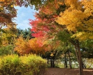 몽마르뜨공원 화제 이유는?... 핫이슈 등극한 가을의 감동 눈길