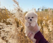 시흥강아지분양 미유펫, 신년맞이 분양가 최대 85%할인 및 전국 홈 서비스 진행