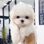 수원강아지분양 미유펫, 신년할인 및 다채로운 이벤트 진행