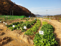 광주시농업기술센터, 남한산성면 도담 텃밭 분양자 총 180구좌 모집