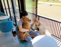유기동물보호센터 아이조아 요양보호소, 강아지·고양이파양 위탁 진행중