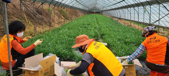 광명소방서 여성의용소방대, 하안동 부추 농장찾아 일손돕기 활동