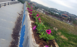 연천군 군남면 주민자치위, 도화 십리길 함께 만들기…도로변 꽃길 조성