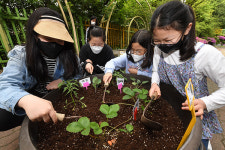 수원 한일초, 학급텃밭 가꾸기 나도 꼬마 농부 행사