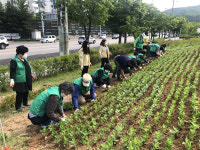의정부시 송산1동-새마을회, The G&B City 프로젝트 일환 유휴녹지에 백일홍 동산 조성