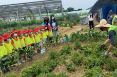 하남시 지역 사립어린이집 26개소 원아 400여 명 감자 캐기 체험 활동