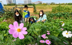 직접 키운 가을배추 얼마나 자랐나