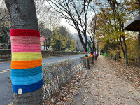 과천시 문원로  500여 m 구간 가로수 110여 그루에 색깔 뜨개옷 단장