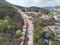 동두천 자유수호평화박물관, 벚꽃 개화기 맞아 야간개장