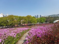 군포시, 철쭉동산 개방…안전·쾌적 관람 집중관리
