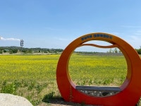 여주시농업기술센터, 당남리섬 경관농업단지 유채꽃밭 지역 명소 자리매김