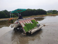 안성 일죽면 농업경영인연합회, 능국리 노동마을서 벼 드문모심기 실시