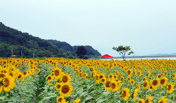 [기호일보 2022 연중기획] 인천 강화군 교동도