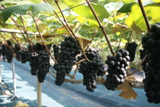 인천 강화군 싱싱하고 달콤한 강화섬포도 맛보세요