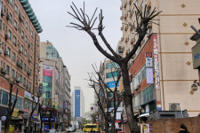 명품 가로수길 조성 계획 잔혹한 가지치기에 휘청