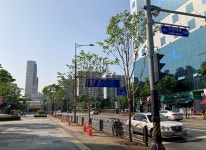 안양시,  회화나무 가로수 이팝나무 교체 식재 사업 마무리