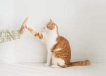 2.고양이 용품 만드는 농업회사법인 꼼냥