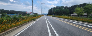 이천시 호법면, 롯데아울렛로 황화코스모스 꽃길 1.8㎞ 조성